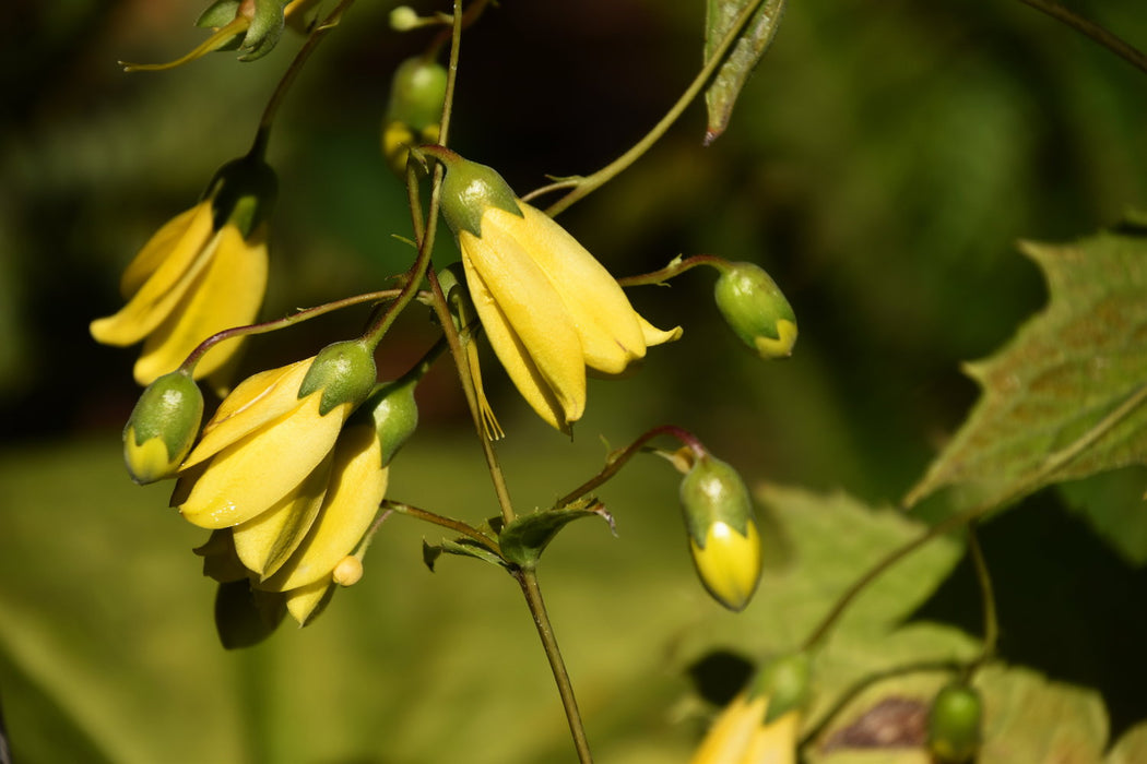 Yellow Waxbells