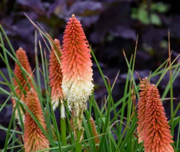 High Roller Red Hot Poker