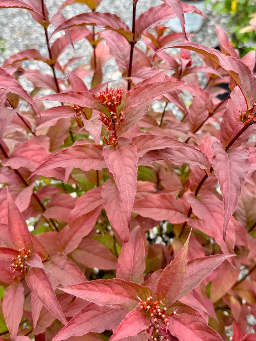 Kodiak® Red Diervilla