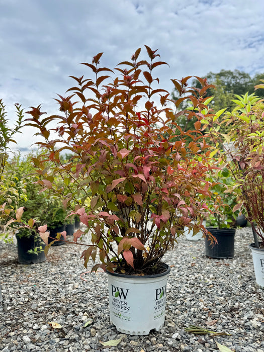 Kodiak® Red Diervilla