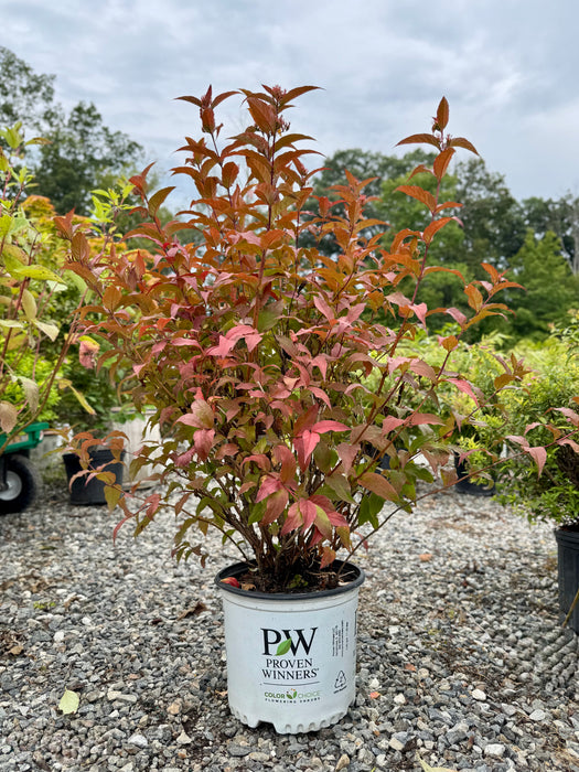 Kodiak® Red Diervilla