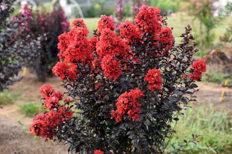 Black Diamond® Crimson Red™ Crapemyrtle