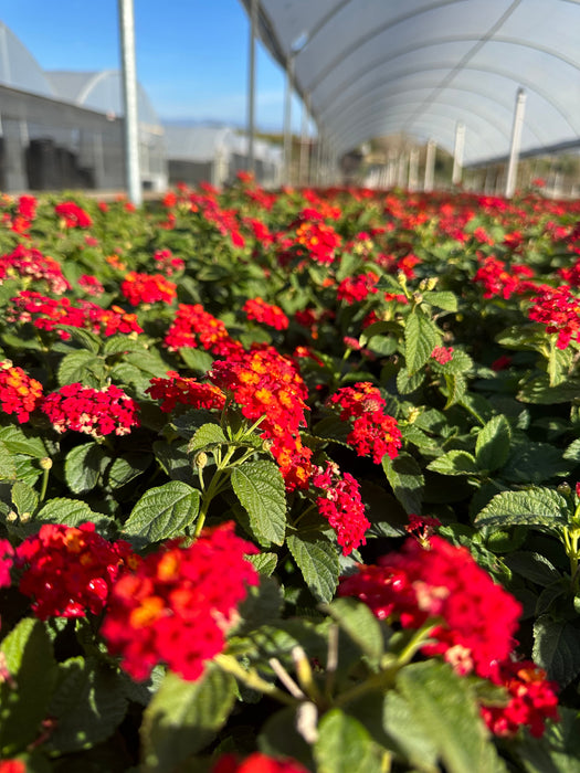 Dallas Red Bush Lantana