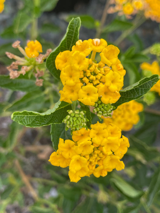 New Gold Lantana