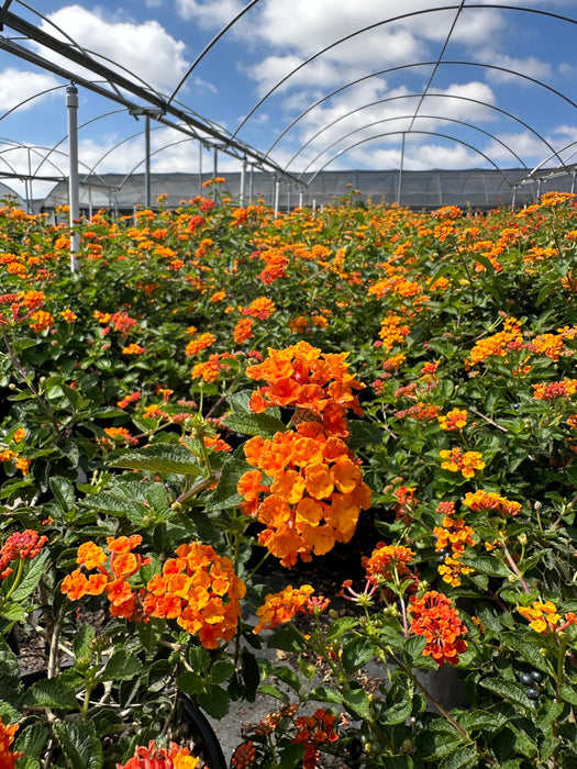 Radiation Bush Lantana