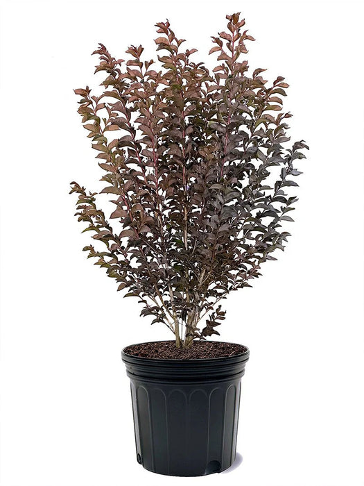 Black Diamond Lavender Lace Crape Myrtle