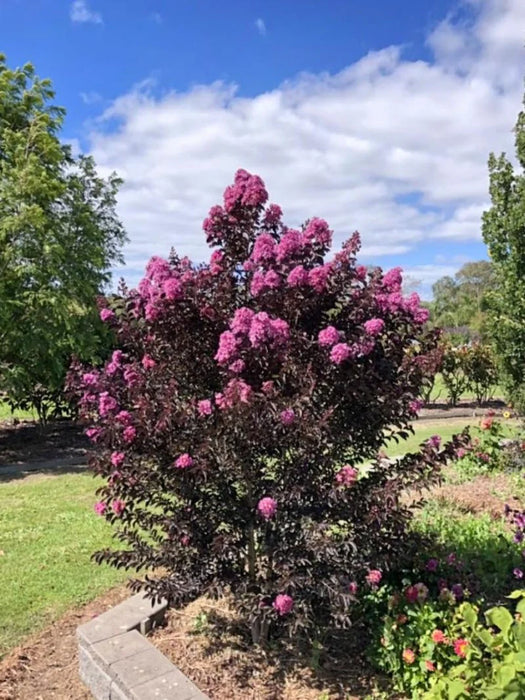 Black Diamond Lavender Lace Crape Myrtle