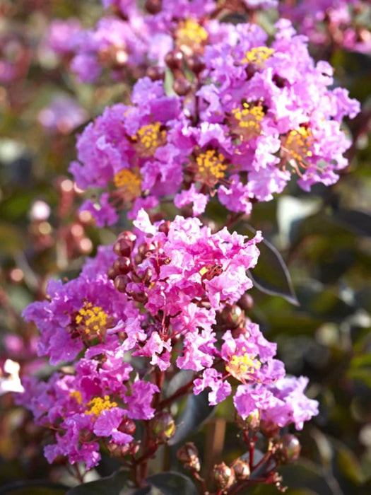 Black Diamond Lavender Lace Crape Myrtle