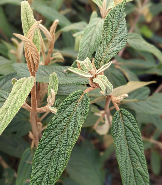 Leatherleaf Viburnum (Viburnum rhytidophyllum)