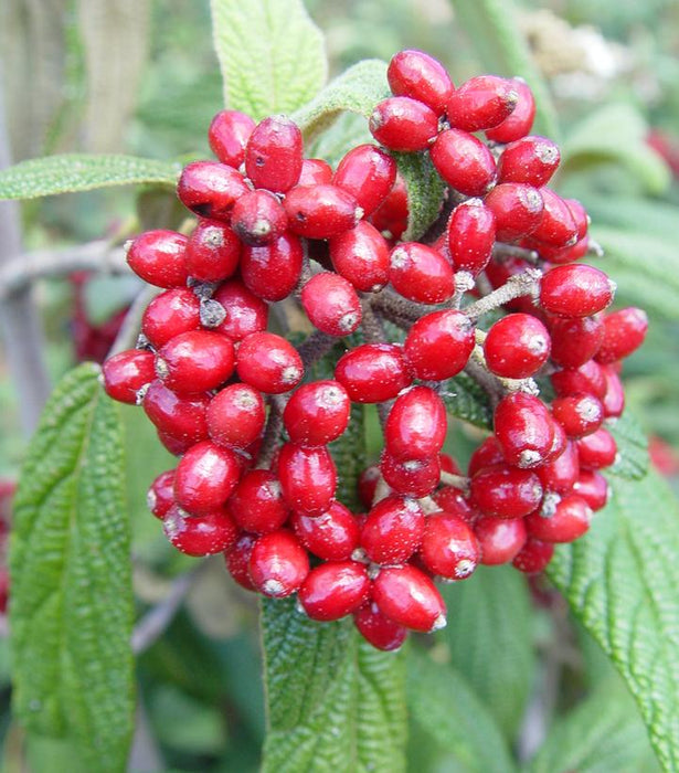 Leatherleaf Viburnum (Viburnum rhytidophyllum)