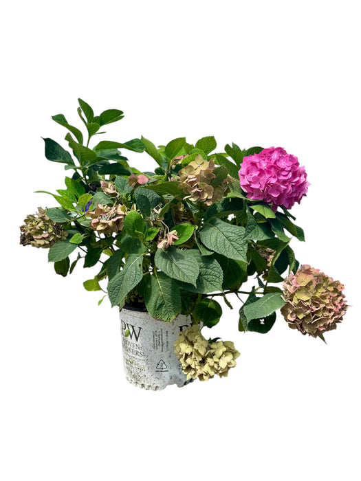 Let's Dance Sky View® Reblooming Hydrangea