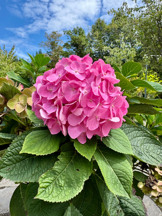 Let's Dance Sky View® Reblooming Hydrangea