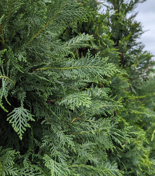 Leyland Cypress Tree