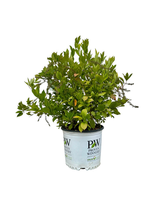 Little Henry® Sweetspire