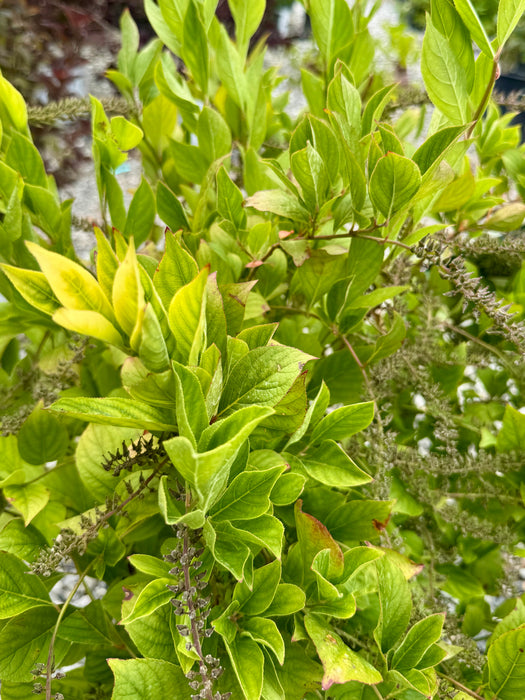 Little Henry® Sweetspire