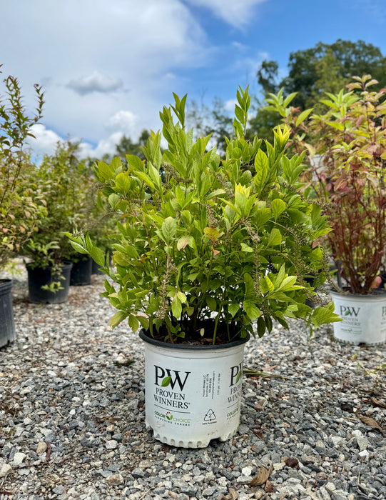 Little Henry® Sweetspire