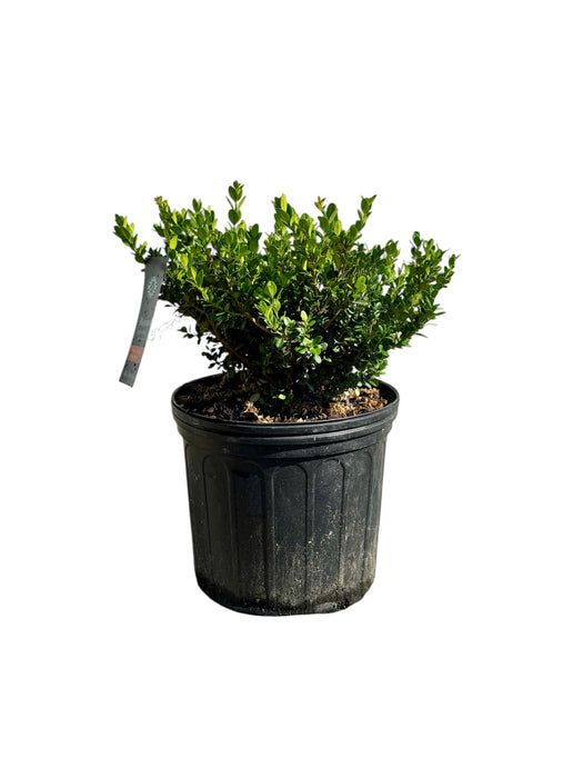 Little Missy Boxwood