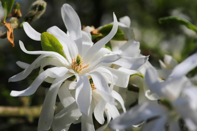 Royal Star Magnolia Tree