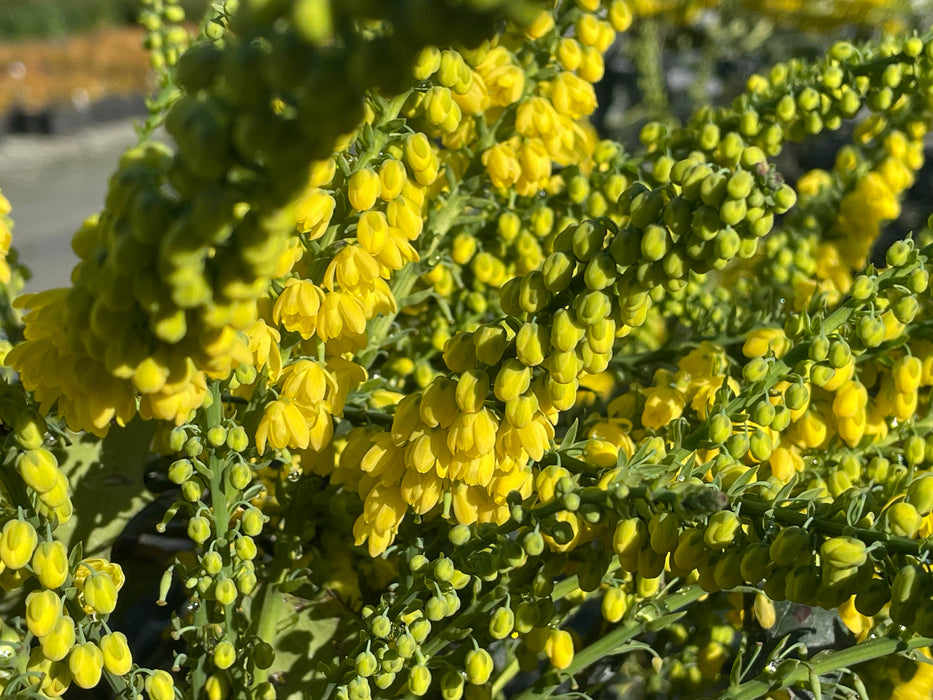 Winter Sun Hybrid Mahonia