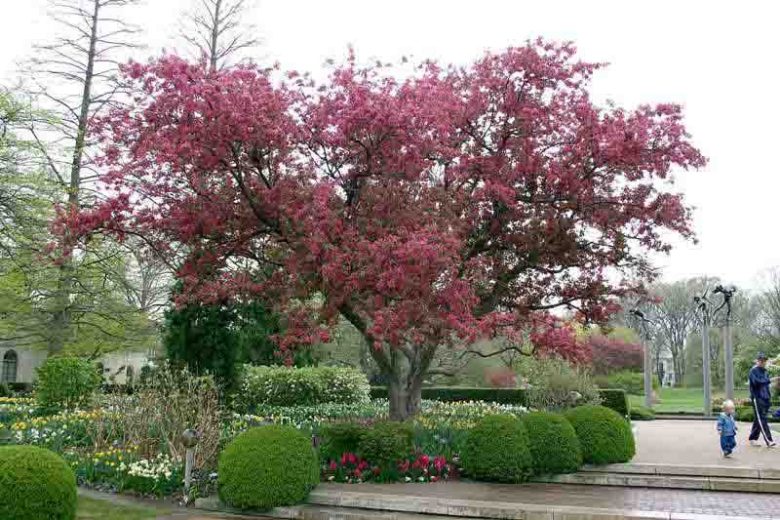 Robinson Flowering Crabapple