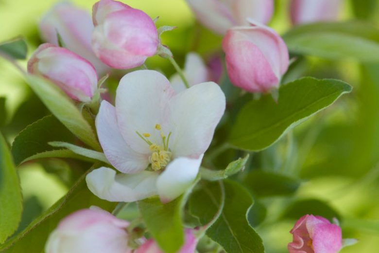 Sugar Tyme Flowering Crabapple Tree