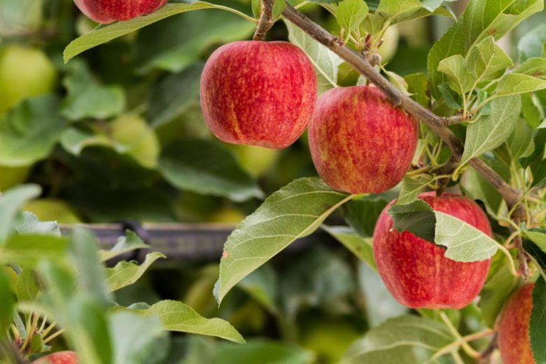 Gala Apple Tree