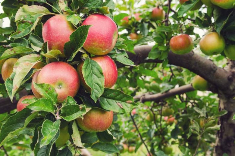 Anna Apple Tree