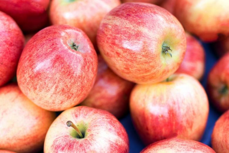 Pink Lady Apple Tree