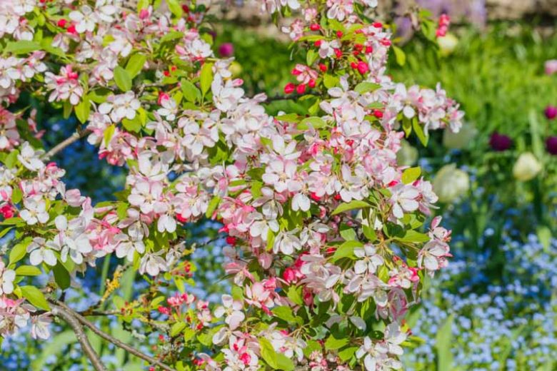 Floribunda Flowering Crabapple Tree