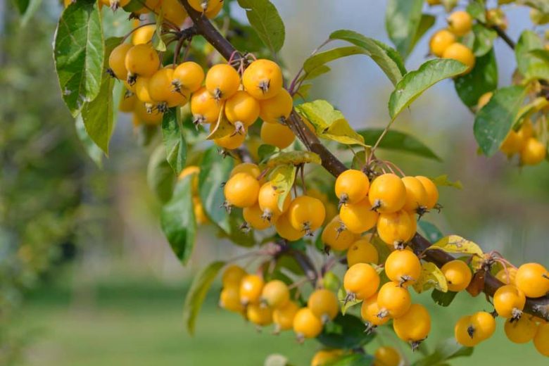 Harvest Gold Crabapple Tree