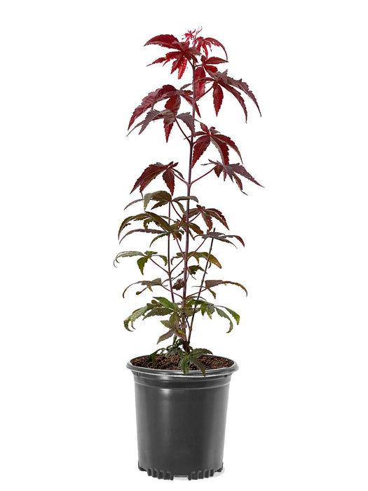 Japanese Red Maple