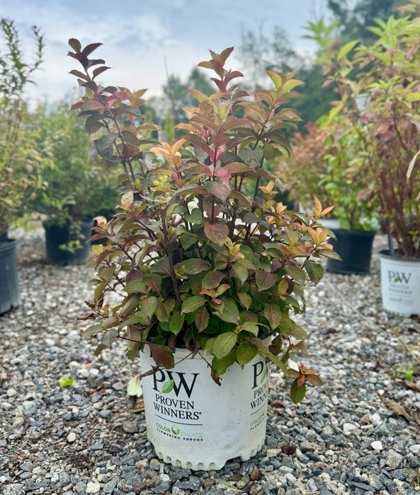 Midnight Sun Weigela