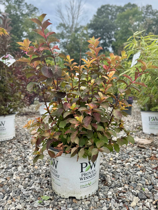 Midnight Sun Weigela