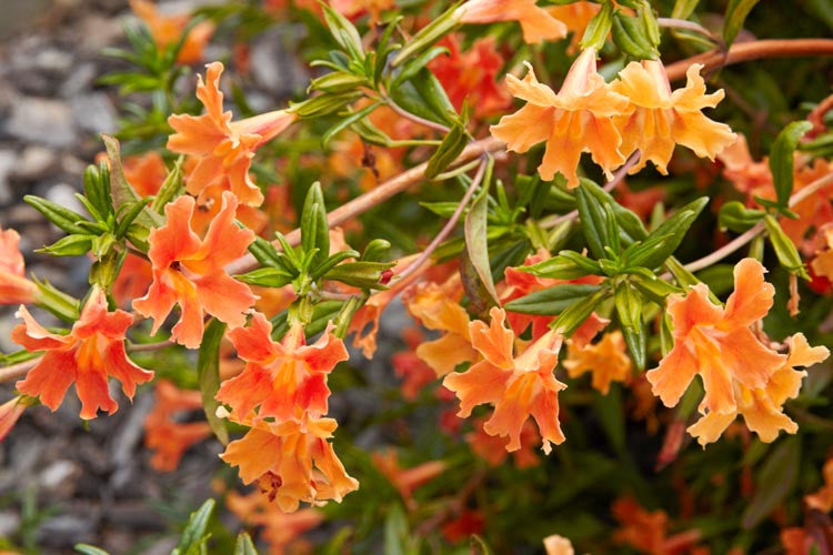 Bush Monkey Flower