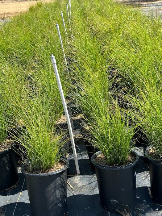 Japanese Silver Grass