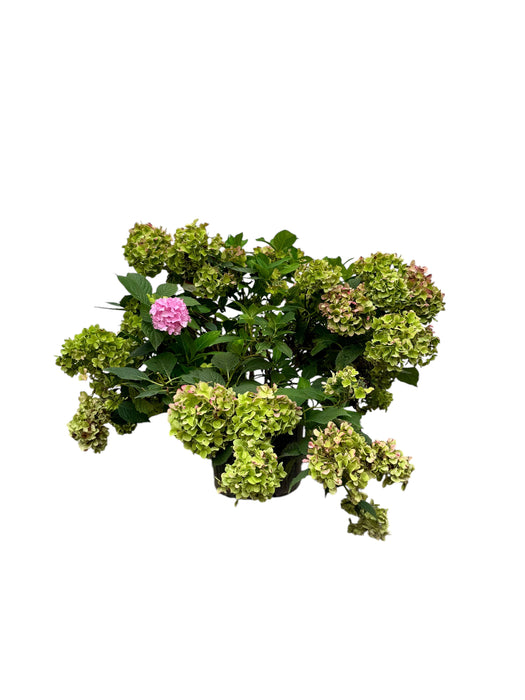 Nikko Blue Hydrangea