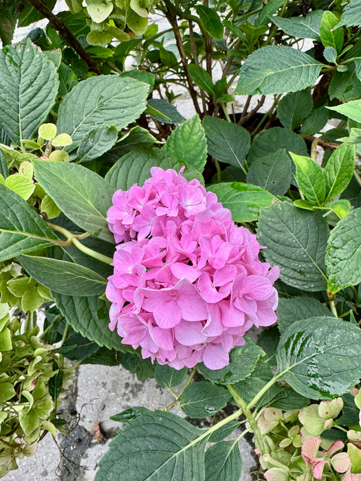 Nikko Blue Hydrangea