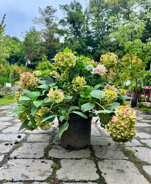 Nikko Blue Hydrangea