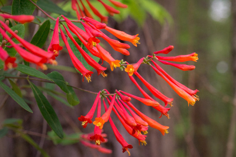 Coral Star Honeysuckle - 2 Gallon (1-1.5ft)