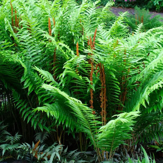 Cinnamon Fern