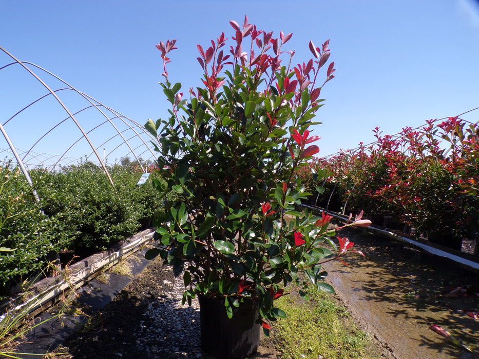 Red Tip Photinia