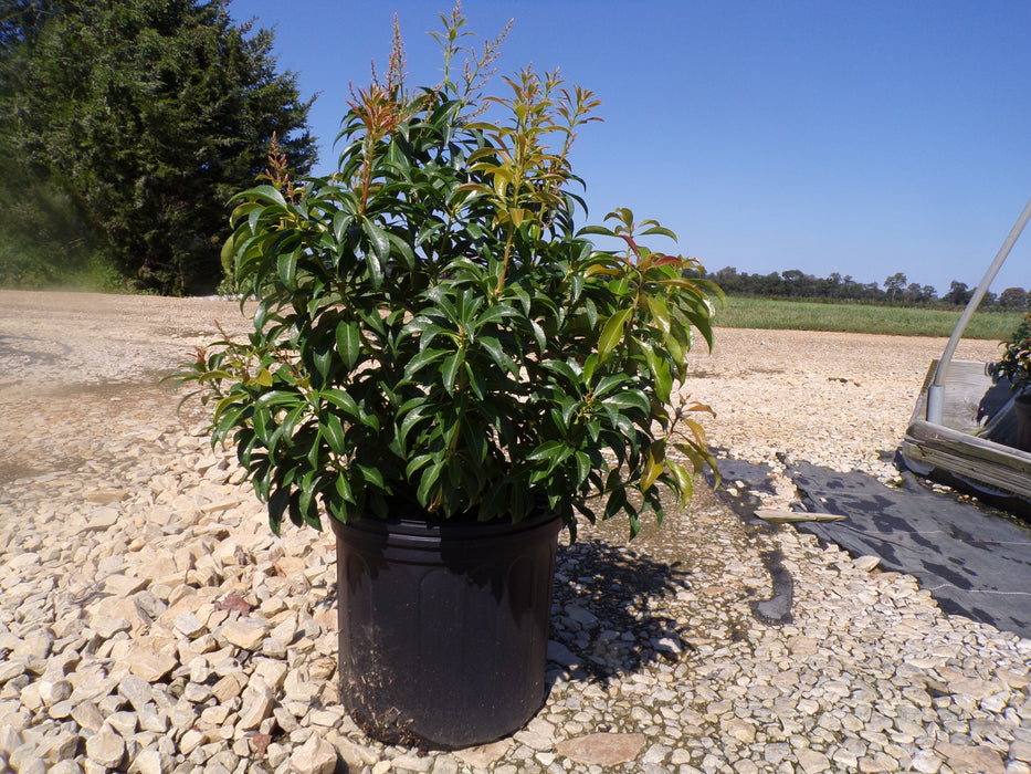 Dorothy Wycoff Andromeda