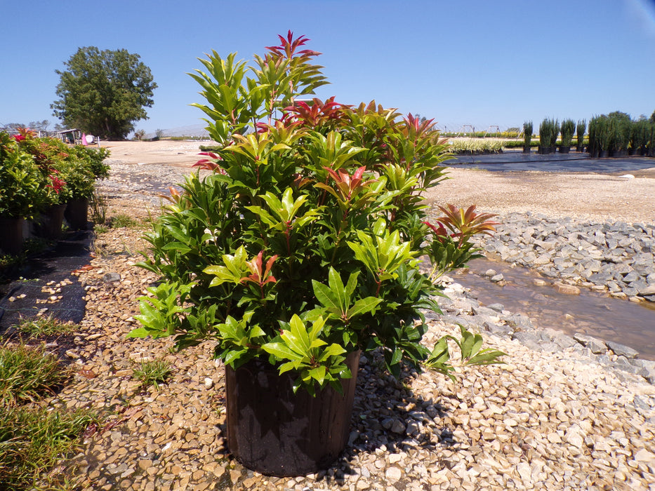 Mountain Fire Andromeda