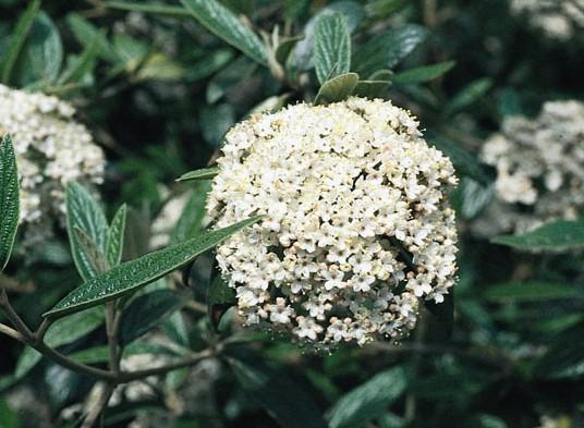 Prague Viburnum