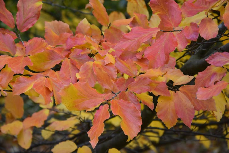 XL Exclamation!™ London Planetree