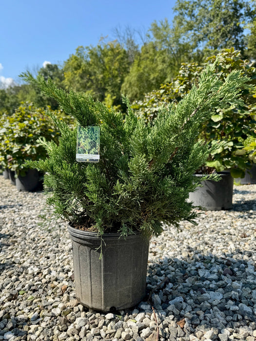 Parson's Juniper