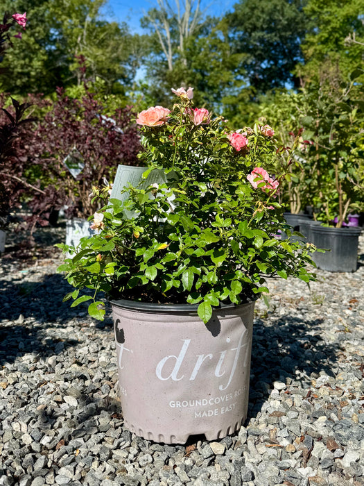Peach Drift® Rose