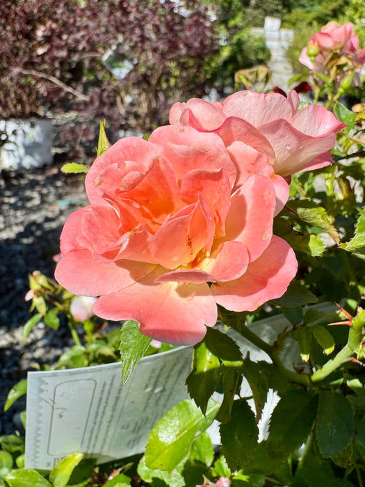 Peach Drift® Rose