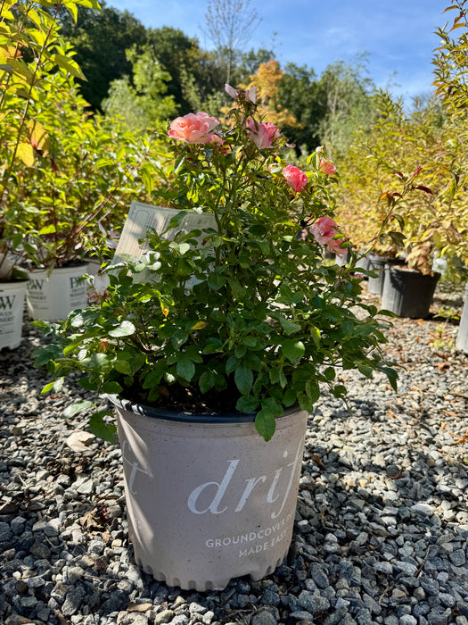 Peach Drift® Rose