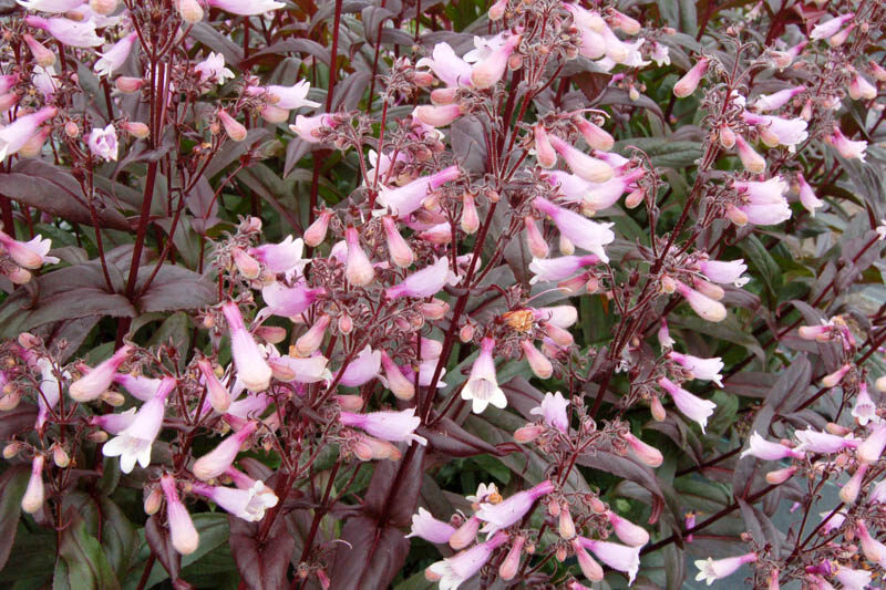 Dark Towers Beardtongue